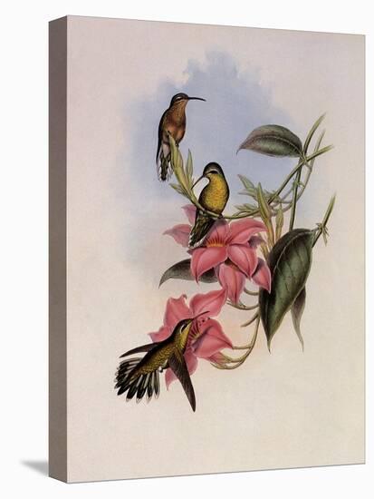 Golden-Throated Hummingbird, Chrysobronchus Virescens-John Gould-Stretched Canvas
