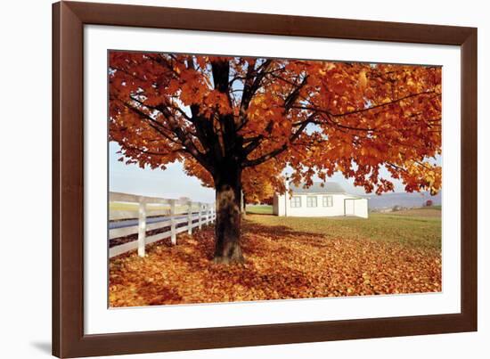 Golden Tree-Bill Coleman-Framed Giclee Print