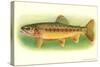 Golden Trout-null-Stretched Canvas