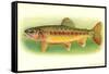 Golden Trout-null-Framed Stretched Canvas