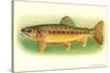 Golden Trout-null-Stretched Canvas