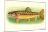 Golden Trout-null-Mounted Premium Giclee Print