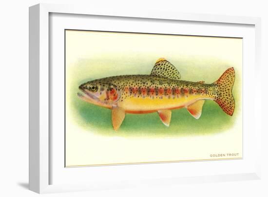 Golden Trout-null-Framed Art Print