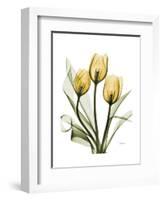 Golden Tulips-Albert Koetsier-Framed Art Print