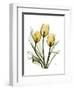 Golden Tulips-Albert Koetsier-Framed Art Print