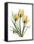 Golden Tulips-Albert Koetsier-Framed Stretched Canvas