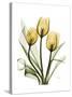 Golden Tulips-Albert Koetsier-Stretched Canvas