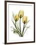 Golden Tulips-Albert Koetsier-Framed Art Print