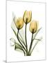 Golden Tulips-Albert Koetsier-Mounted Art Print