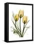 Golden Tulips-Albert Koetsier-Framed Stretched Canvas