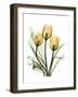 Golden Tulips-Albert Koetsier-Framed Art Print