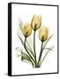 Golden Tulips-Albert Koetsier-Framed Stretched Canvas