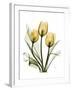 Golden Tulips-Albert Koetsier-Framed Art Print