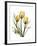 Golden Tulips-Albert Koetsier-Framed Art Print