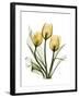 Golden Tulips-Albert Koetsier-Framed Art Print