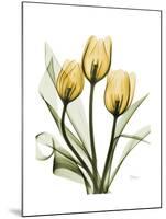 Golden Tulips-Albert Koetsier-Mounted Art Print