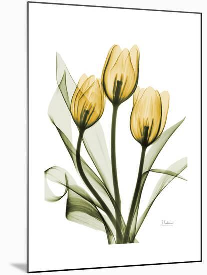 Golden Tulips-Albert Koetsier-Mounted Art Print