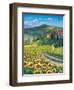 Golden Tuscana-Scott Westmoreland-Framed Art Print