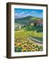 Golden Tuscana-Scott Westmoreland-Framed Art Print