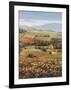 Golden Vineyard I-Ahn Seung Koo-Framed Art Print