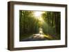 Golden Walk-Viviane Fedieu Daniel-Framed Photographic Print