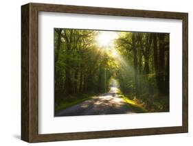 Golden Walk-Viviane Fedieu Daniel-Framed Photographic Print