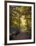 Golden Walkway-Jessica Jenney-Framed Giclee Print