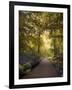 Golden Walkway-Jessica Jenney-Framed Giclee Print