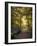 Golden Walkway-Jessica Jenney-Framed Giclee Print