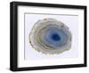 Golden Water Agate-Nature’s Little Gems-Framed Giclee Print