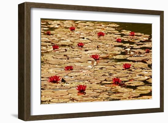 Golden Waterlily Pond-Tom Quartermaine-Framed Giclee Print