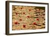 Golden Waterlily Pond-Tom Quartermaine-Framed Giclee Print