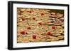 Golden Waterlily Pond-Tom Quartermaine-Framed Giclee Print