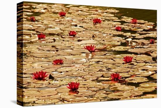 Golden Waterlily Pond-Tom Quartermaine-Stretched Canvas