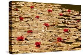 Golden Waterlily Pond-Tom Quartermaine-Stretched Canvas