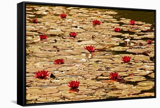 Golden Waterlily Pond-Tom Quartermaine-Framed Stretched Canvas