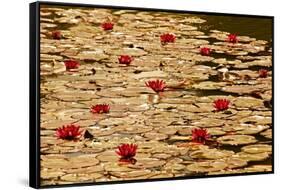 Golden Waterlily Pond-Tom Quartermaine-Framed Stretched Canvas