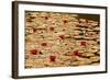 Golden Waterlily Pond-Tom Quartermaine-Framed Giclee Print