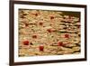 Golden Waterlily Pond-Tom Quartermaine-Framed Giclee Print