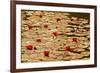 Golden Waterlily Pond-Tom Quartermaine-Framed Giclee Print