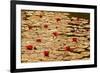 Golden Waterlily Pond-Tom Quartermaine-Framed Giclee Print