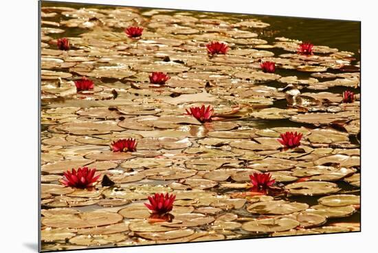 Golden Waterlily Pond-Tom Quartermaine-Mounted Giclee Print