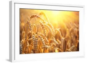 Golden Wheat Field. Ears of Wheat close Up. Beautiful Nature Sunset Landscape. Rural Scenery under-Subbotina Anna-Framed Photographic Print