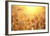 Golden Wheat Field. Ears of Wheat close Up. Beautiful Nature Sunset Landscape. Rural Scenery under-Subbotina Anna-Framed Photographic Print