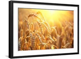 Golden Wheat Field. Ears of Wheat close Up. Beautiful Nature Sunset Landscape. Rural Scenery under-Subbotina Anna-Framed Photographic Print