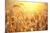 Golden Wheat Field. Ears of Wheat close Up. Beautiful Nature Sunset Landscape. Rural Scenery under-Subbotina Anna-Mounted Photographic Print