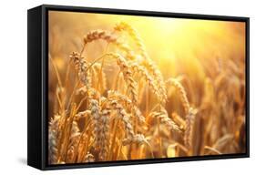 Golden Wheat Field. Ears of Wheat close Up. Beautiful Nature Sunset Landscape. Rural Scenery under-Subbotina Anna-Framed Stretched Canvas