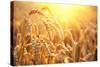 Golden Wheat Field. Ears of Wheat close Up. Beautiful Nature Sunset Landscape. Rural Scenery under-Subbotina Anna-Stretched Canvas