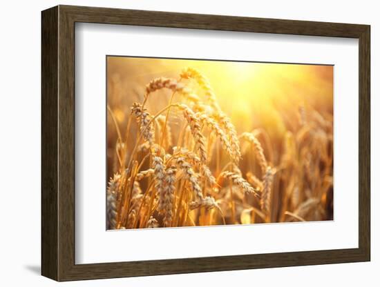 Golden Wheat Field. Ears of Wheat close Up. Beautiful Nature Sunset Landscape. Rural Scenery under-Subbotina Anna-Framed Photographic Print