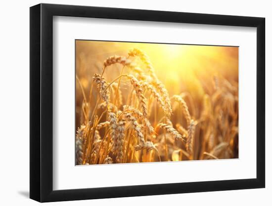 Golden Wheat Field. Ears of Wheat close Up. Beautiful Nature Sunset Landscape. Rural Scenery under-Subbotina Anna-Framed Photographic Print